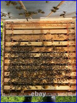 Honey bees hive