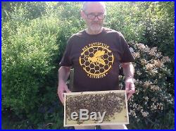 Honeybees Nucleus of Bees Beekeeping Langstroth Perfect for Flow Hive