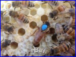 Honeybees Nucleus of Bees Beekeeping Langstroth Perfect for Flow Hive