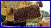 Huge_Number_Of_Bees_Honey_Mass_Production_Process_By_Korean_Beekeeping_Farm_01_rywt