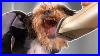 I_Gave_Up_And_Sent_This_Dog_Home_Thank_You_Please_Don_T_Come_Again_01_njdj