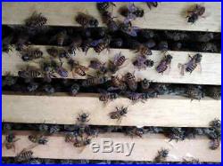Langstroth Bee Hive 24 Frame 3 Box Beekeeping Kit Honey Bee Hive Rubber Roof