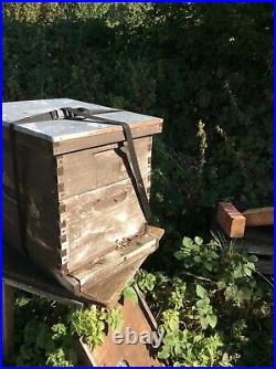 Langstroth Beehive, complete with majority Carniolan some Buckfast Honey Bees
