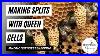 Making_Splits_With_Queen_Cells_How_To_Split_Your_Beehive_How_To_Split_Bees_Splitting_Bees_01_nwm