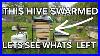 My_Bees_Just_Swarmed_Let_S_Look_At_The_Hive_Now_01_ahq