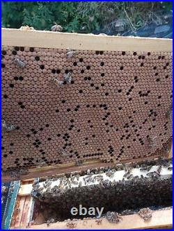 National Bee Hive with colony of Bees