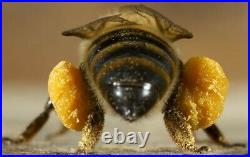 Naturalbeehives for Honey Bees Beehive Bee Hive Beekeeping