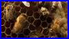 Nature_Silence_Of_The_Bees_Inside_The_Hive_Pbs_01_ai