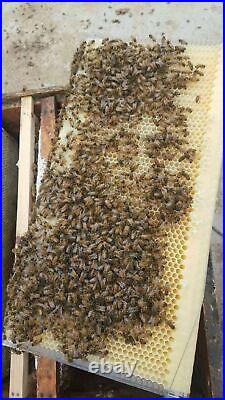Newest 7 Pcs Auto Honey Beehive Frames Kit Beekeeping Honey Bee Hive Harvesting