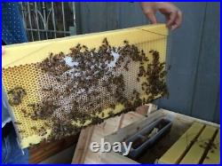 Newest 7 Pcs Auto Honey Beehive Frames Kit Beekeeping Honey Bee Hive Harvesting