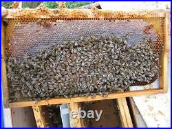 Organic, natural honeycomb honey, sexual performance bee hive 3100-3400gr