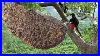 Primitive_Technology_Amazing_Catch_A_Giant_Honeybee_For_Food_On_The_Big_Tree_01_isni