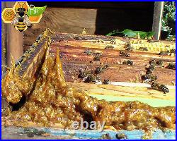 RAW PROPOLIS from bee hive 100% ORGANIC propóleos Season 2022 Fresh