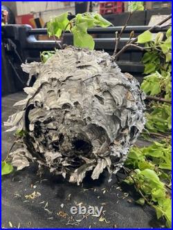 REAL Hornet's Nest BEE HIVE