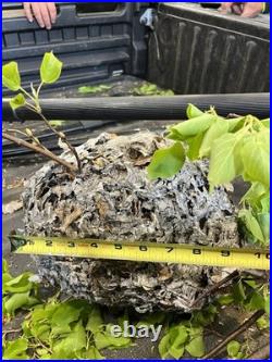 REAL Hornet's Nest BEE HIVE