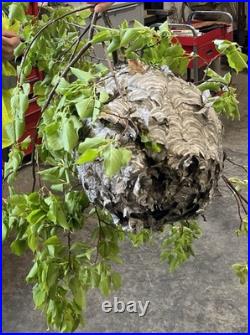 REAL Hornet's Nest BEE HIVE