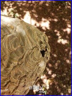 REAL Large Paper Wasp Bee Hornet Hive Nest withBranch 21 L x 37D x 13.5W