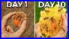 Raising_10_000_Bees_In_My_Home_01_me