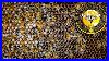 Reading_Beehive_Frames_Inside_A_Bee_Hive_Close_Ups_And_Explanations_01_eeu