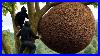 Secrets_Of_Catching_Giant_Honey_Bees_Using_Traditional_Forest_Knowledge_01_fe