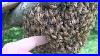 Sticking_Hand_Into_Beehive_01_ab