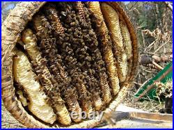 Straw Bee Skep, Traditional bee skep