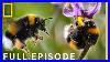 The_Hive_Full_Episode_Secrets_Of_The_Bees_Earth_Month_Special_National_Geographic_01_ieur