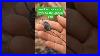 The_Whole_Swarm_Of_Bees_Surrounds_The_Queen_Bee_Tropical_Forest_Bees_01_yo