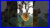 This_Tree_Is_Full_Of_Giant_Bee_Hives_Wildlife_Honey_Hunting_Bee_01_ja