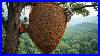 Unbelievable_Giant_Beehive_Harvested_On_The_World_S_Tallest_Tree_01_rjay