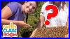 Visit_An_Urban_Beehive_U0026_Make_Honey_Caitie_S_Classroom_Field_Trip_Bees_Video_For_Kids_01_zj