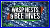Wasp_Nests_And_Bee_Hives_01_olw