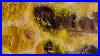 What_Do_Honey_Bees_Do_Inside_The_Bee_Hive_See_Eggs_Larvae_And_The_Social_Live_Of_Bees_Up_Close_01_cc