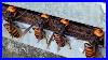 Why_Are_Giant_Hornets_Poking_Their_Heads_Into_This_Beehive_01_qhd