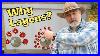 Why_I_Prefer_The_Layens_Beehive_And_You_Might_Too_01_xz