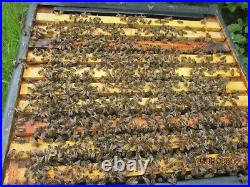 Working Colony Of Honey Bees In National Hive. Complete